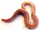 earthworm 1 white bg 1024x768