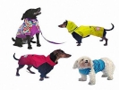 dogs photo clothed silly 800x600