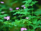 forest flowers pink 1024x768