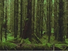forest trees dense 1 800x600
