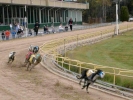 greyhound racing 800x600