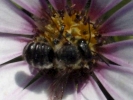 bee on flower closeup 800x600