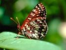 butterfly from side 1024x768