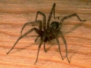 female house spider on table top 800x600
