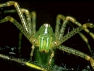 lynx spider closeup 800x600