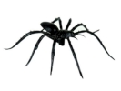 spider fake plastic realistic side view 800x600