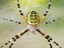 wasp spider 800x600