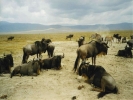 animals misc african plains 1