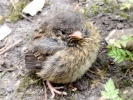 animals misc chick out of nest 4 eyes open