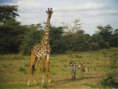animals misc giraffe