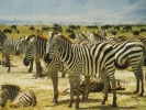 animals misc zebras