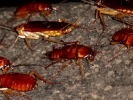 aversive cockroach closeup p1040229