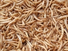 aversive maggots meal worms dried 2