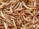aversive maggots meal worms dried 3