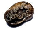 aversive snail 1 closeup
