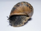 aversive snail 3
