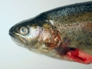 aversive trout raw 1