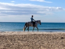 beaches horse on beach pa140005