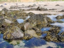 beaches seaweed and rock pools 2