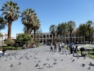 birds pigeons in square p1000307