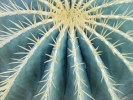 cacti cacti closeup 2