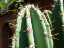 cacti cactus closeup p1050030 b
