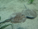 diving sting ray 2