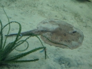 diving sting ray 4