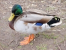 ducks duck standing on bank 3