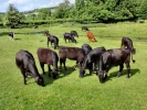 farm bullock herd p5240034