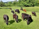 farm bullock herd p5240036