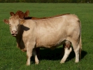 farm cows pair brown p1020683