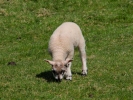 farm lamb 2