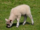 farm lamb 3