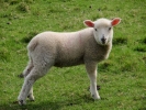farm lamb 7