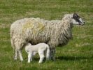 farm lamb and mother 1