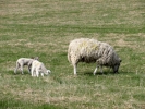 farm lambs and mother 2