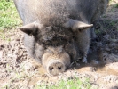 farm pig 4
