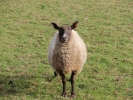 farm sheep 1