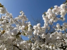 flowers blossom white p1030440