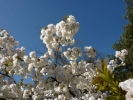 flowers blossom white p1080946