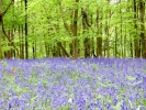 flowers blue bell woods