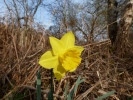 flowers daffodil single p1030331