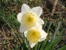 flowers daffodils 4