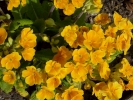 flowers flowers yellow