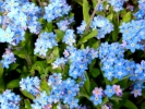 flowers forget me nots 1