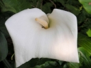 flowers white 1