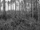 forest fire swinley forest fire aftermath p1020353 b mono