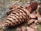 forest pine cone part eaten p4260205