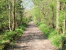 forest woodland path